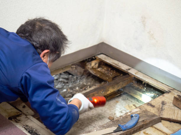 Best DIY Mold Remediation Support Services in Great Falls Crossing, VA